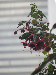 Fushia plant