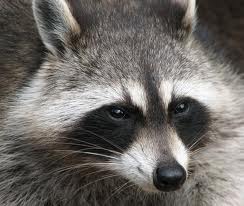 racoon