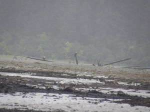 Some very bedraggled bald eagles 
