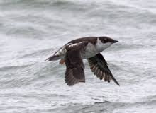 Marbled murrelet