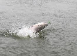 Salmon jumping