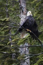 Wet bald eagle